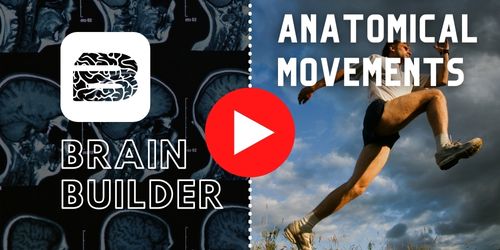 Anatomical Movements BodyViz Brain Builder Biology Diagrams
